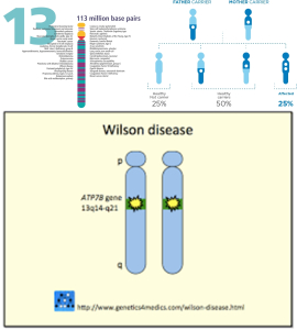 human_chromosome_13_from_gene_gateway_-_with_label-horz-vert